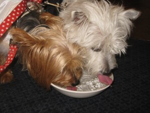 Ginger and Cubby take a break