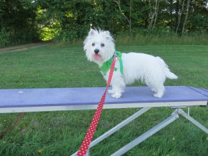 Cubby practices agility