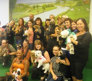 Yorkie Nation Meetup