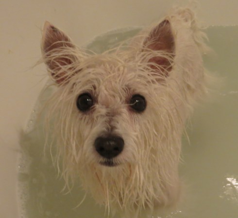 Spring cleaning for pups!