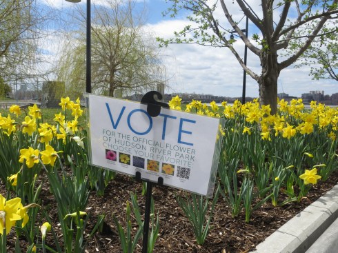 Hudson River Park's Flower Contest