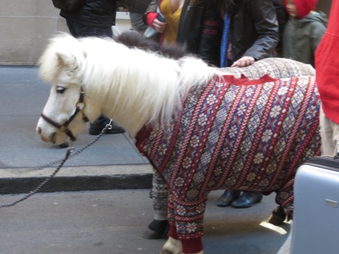 Shetland Ponies "Sweater" Ponies