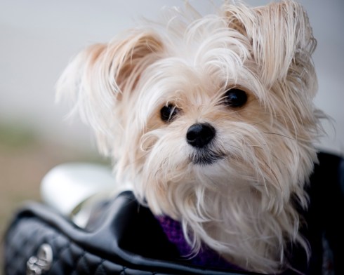 Tasha Bella Photo Credit: Susan Godwin