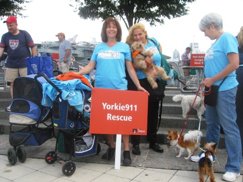 Yorkie Rescue Volunteers