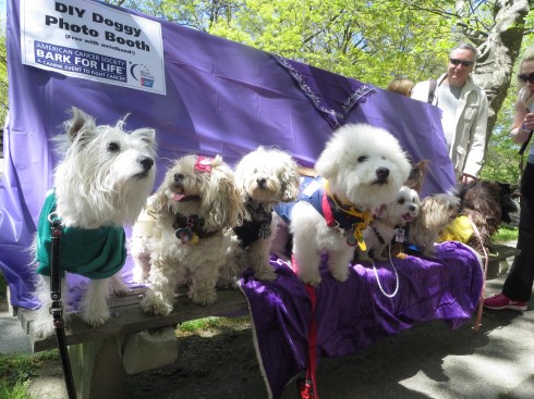 Pup Scouts at Bark for Life