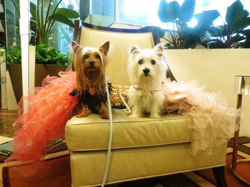 All dressed up at Blog Paws