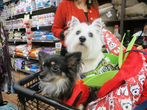 Shopping for treats at Unleashed by Petco