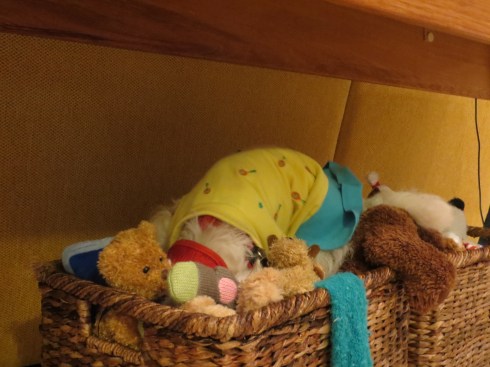 Rainy Day Toy Search