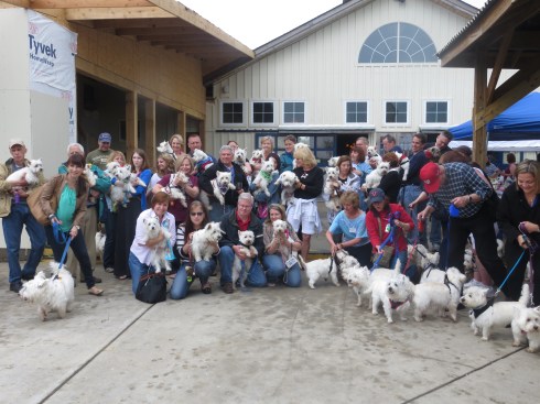 Maryland Westie Rescue Wine and Fleas