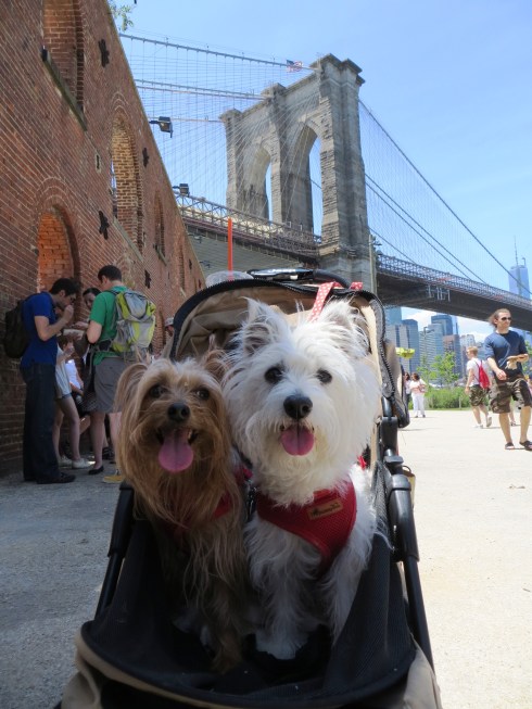 Smorgasburg at the Tobacco Warehouse welcomes pups