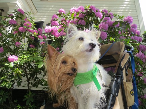 Posing on Martha's Vineyard