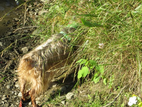 Ginger explores at Glen Highland Farm