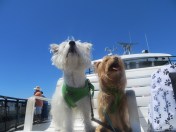 On the Steamship Authority Ferry to Martha's Vineyard