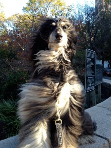 Introducing Sisu! (Photo credit: Laura Diaz)