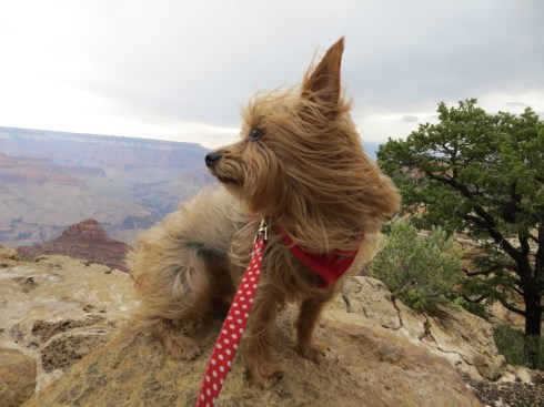 Grand Canyon National Park South Rim