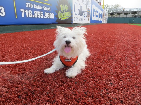 Bark in the Park with the Brooklyn Cyclones