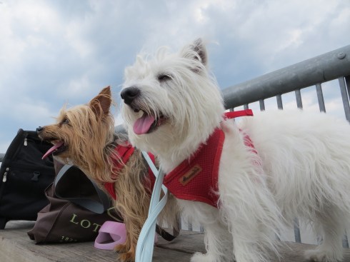 We're walking over the Hudson River