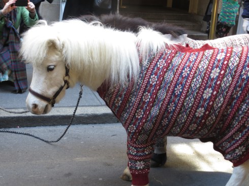 The famous sweater pony! 