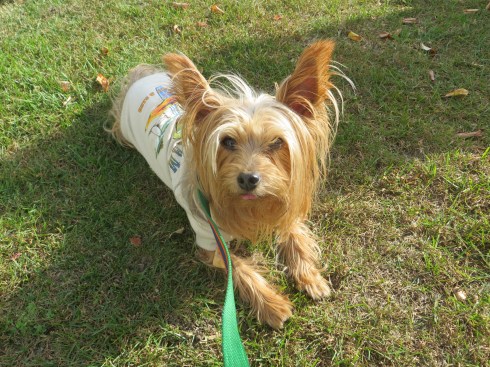 Ginger relaxing in the sun