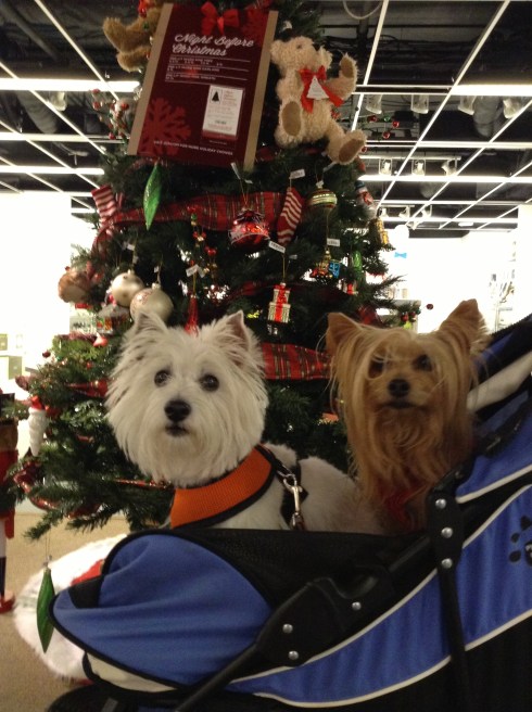 Christmas Trees at JCPenney in October