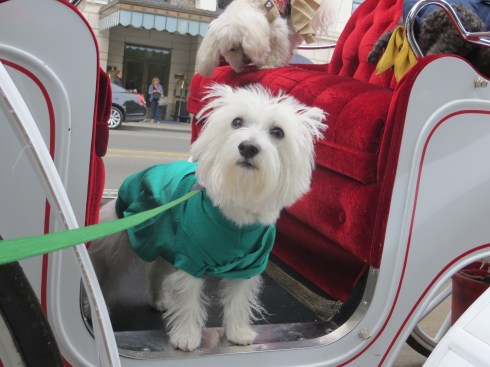 We say "NO" to carriage horses in NYC