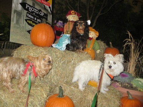 Posing for #Stonehengepets