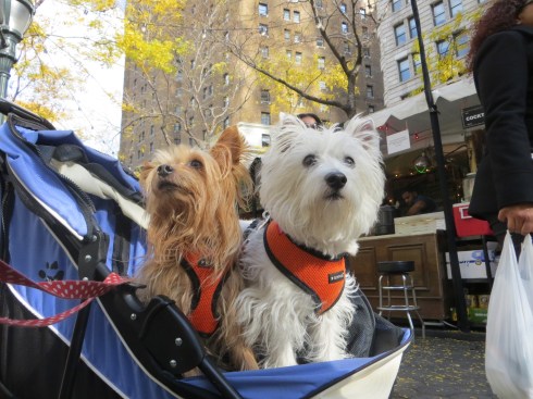 Looking for food at Broadway Bites