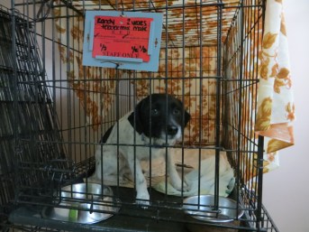 Pup looking for a home at Animal Haven Shelter