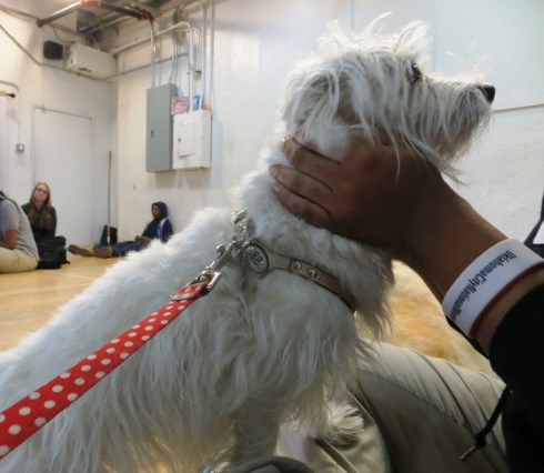 On a therapy dog visit