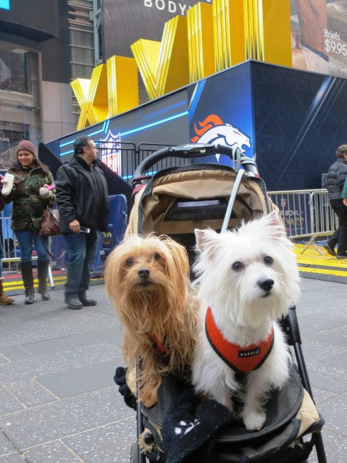 The Super Bowl was in our backyard