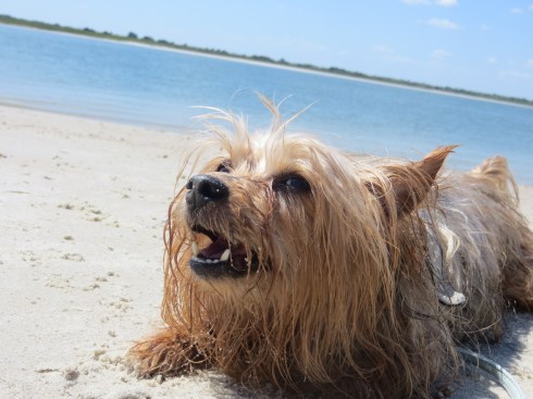 Smyrna Dunes Beach in Florida