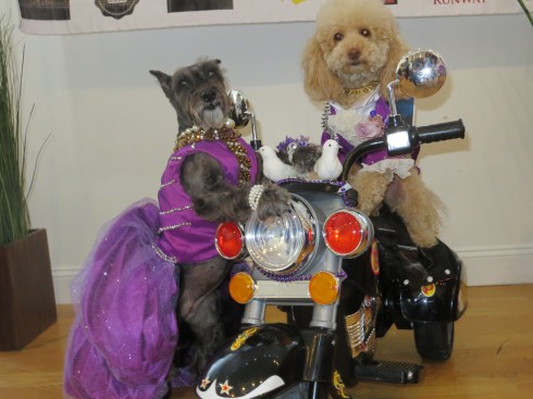 Lily and BB as Purple Rain